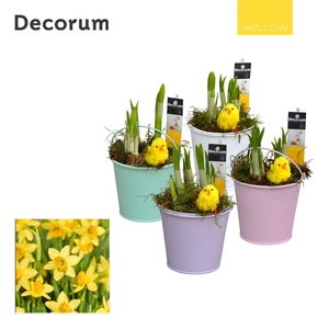 Narcis Lovely Bucket HL10565 [YELLOW]