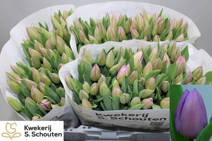 <h4>TU EN ALIBI</h4>