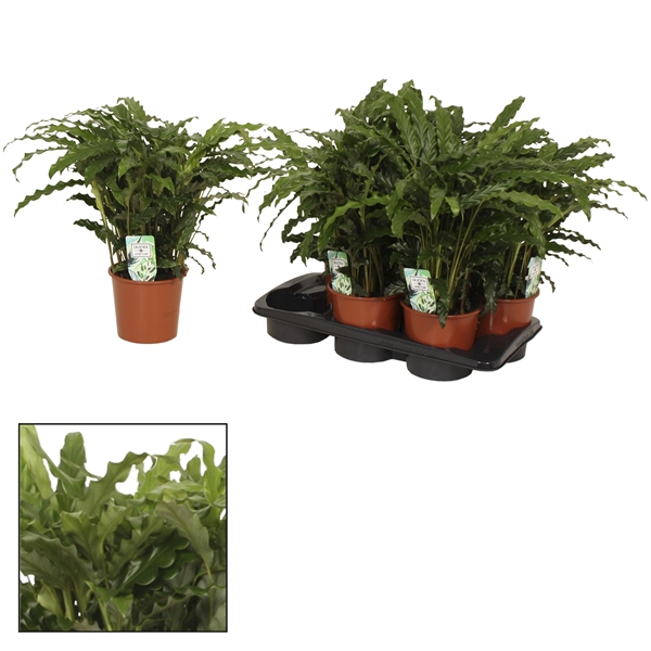 <h4>Calathea 17cm Bluegrass Living Plants</h4>