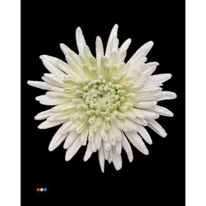 Chr G Marshmallow Lime Green