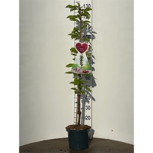 Prunus a. Sylvia zuilkers 5 liter