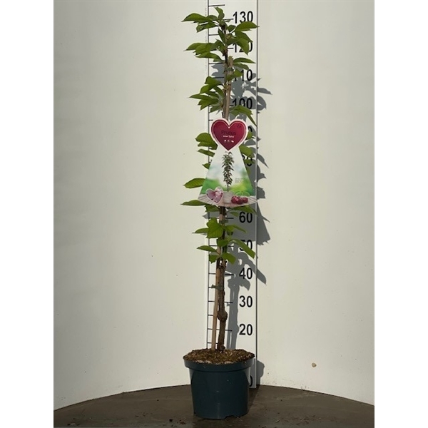 <h4>Prunus a. Sylvia zuilkers 5 liter</h4>