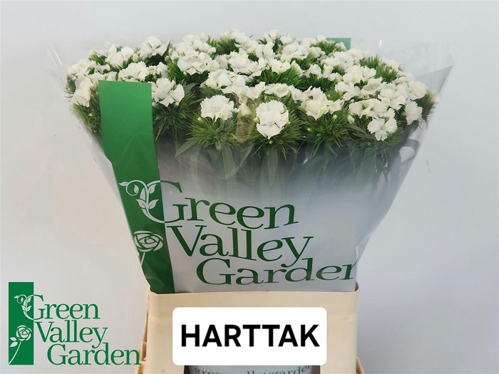 <h4>Di Barb Sweet Will White</h4>