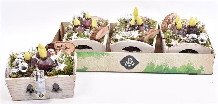 <h4>ARR HYACINTH</h4>