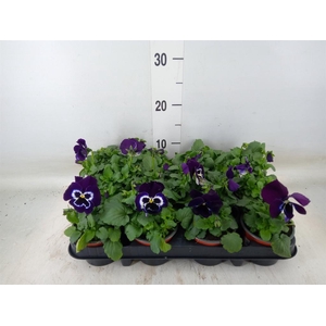 Viola wr. 'Alpha Purple White'