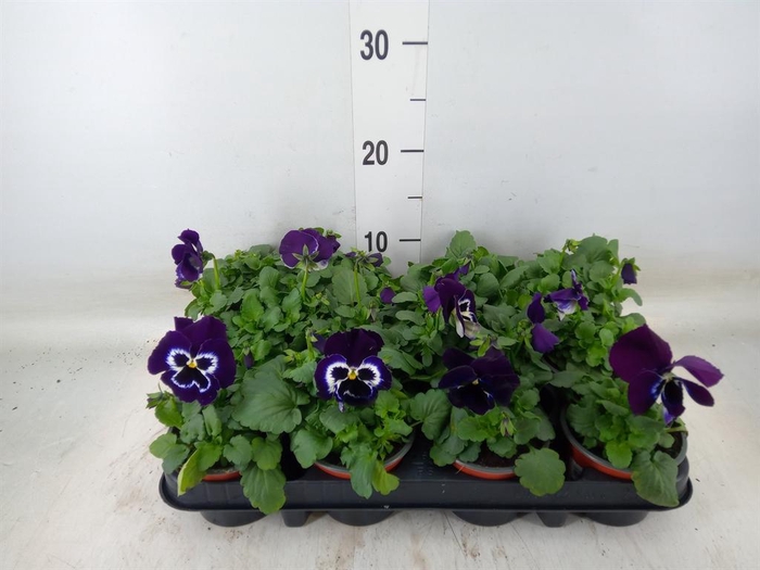 <h4>Viola wr. 'Alpha Purple White'</h4>