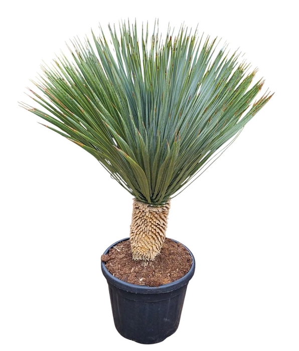 <h4>Yucca Rostrata</h4>
