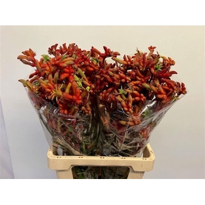 Anigozanthos Rampaging Roy Slaven