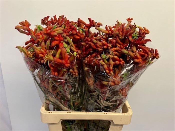 <h4>ANIGOZ RAMP ROY SLAV</h4>