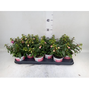 Fuchsia  'Bella Fuchsia Mariska'