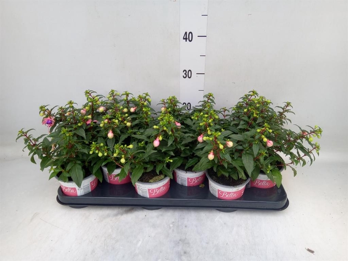 <h4>Fuchsia  'Bella Fuchsia Mariska'</h4>