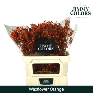 Waxflower premium L80 Orange