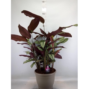 Calathea majestica 'Whitestar'