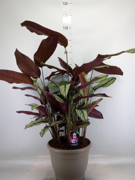 <h4>Calathea majestica 'Whitestar'</h4>