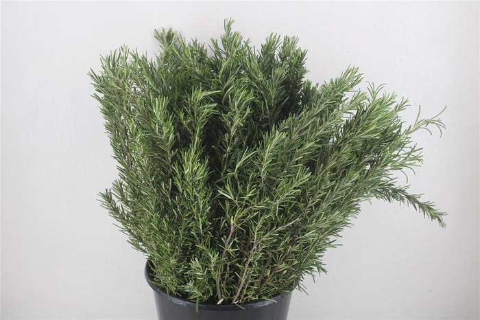 <h4>Rozemarijn P Bunch</h4>