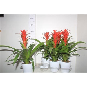 Guzm Ostara In Keramiek Pot