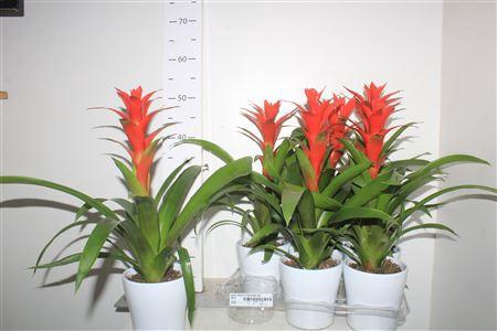 <h4>Guzm Ostara In Keramiek Pot</h4>