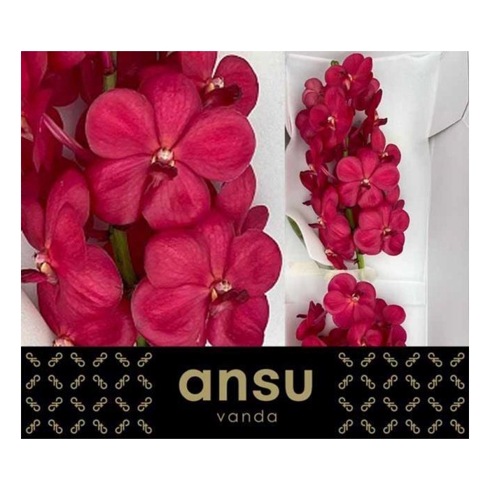<h4>Vanda Na Magic Red</h4>