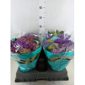 Hydrangea mac. 'Hi Ocean'