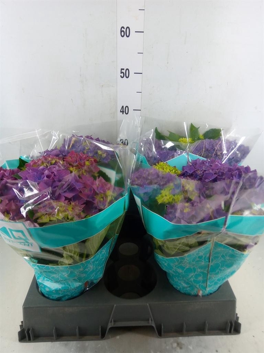 <h4>Hydrangea mac. 'Hi Ocean'</h4>