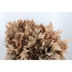 Quercus Kl Bh Apricot
