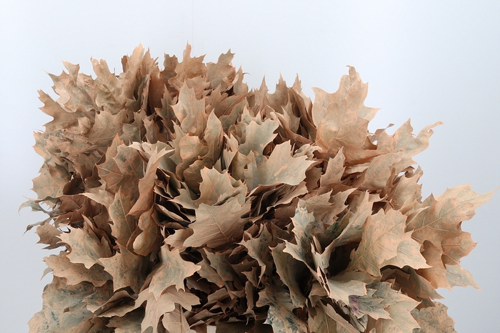 <h4>Quercus Kl Bh Apricot</h4>