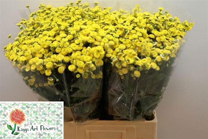 <h4>TANA PA AMAZONE</h4>