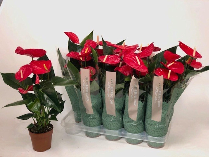 Anthurium Andr. Minnesota