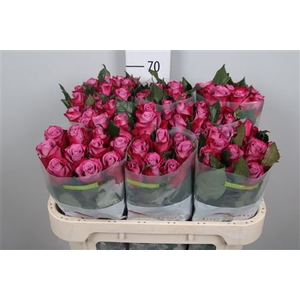 R Gr Cassis