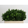 Ruscus Hypophyllum
