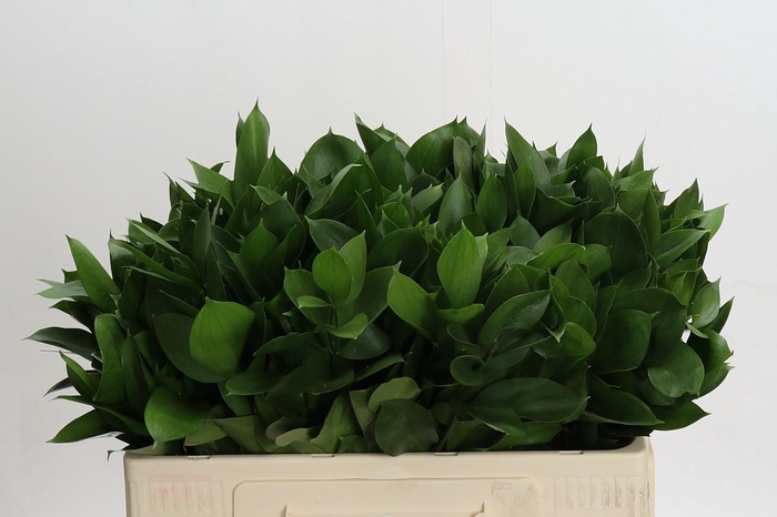 <h4>Ruscus Hypophyllum</h4>