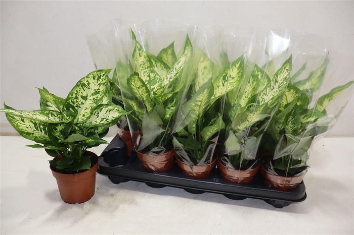 <h4>Dieff Compacta</h4>