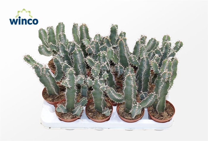 <h4>Euphorbia Polyacantha</h4>