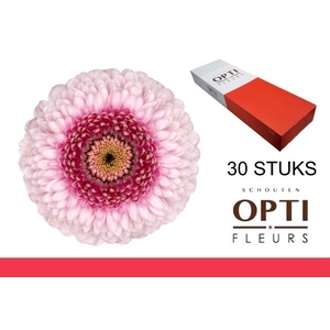 GE MB POM CAMILLA-Doosx30