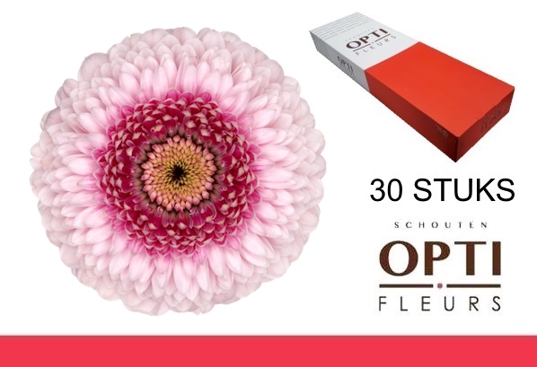 <h4>GE MB POM CAMILLA-Doosx30</h4>