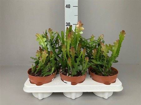 <h4>Epiphyllum Anguliger</h4>