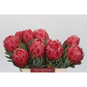 Protea Venus