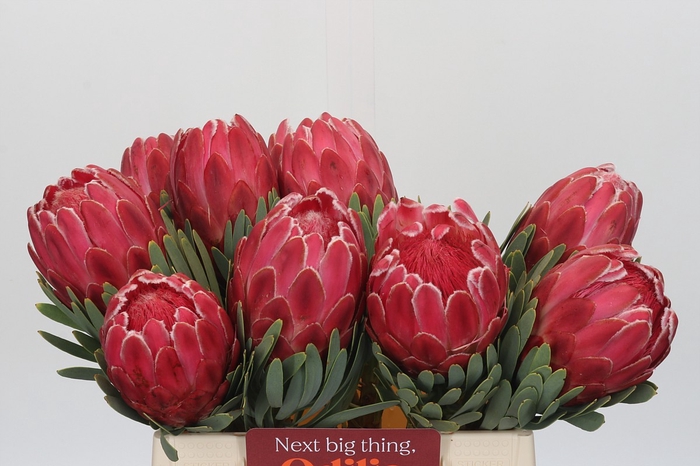 <h4>Protea Venus</h4>
