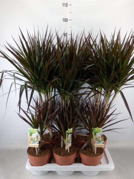 <h4>Dracaena marg. 'Magenta'</h4>
