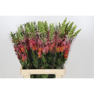 Antirrhinum Potomac Dark Orange