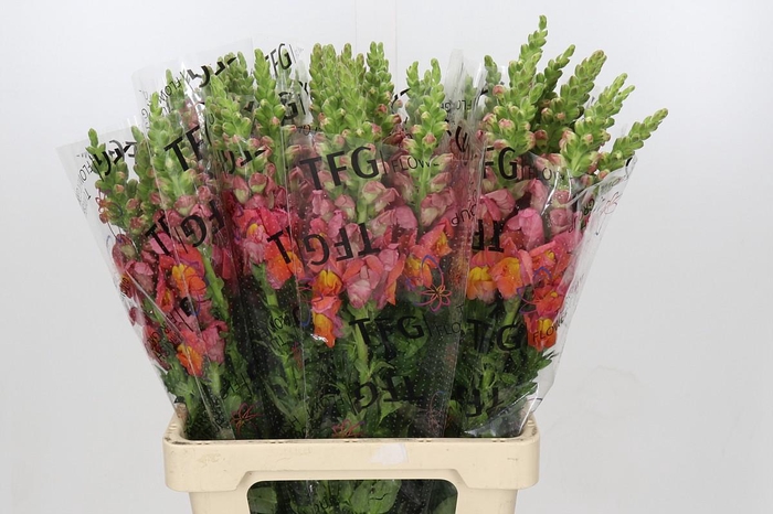 <h4>Antirrhinum Potomac Dark Orange</h4>