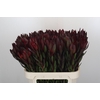 Leucadendron Saf Sunset Dark R.