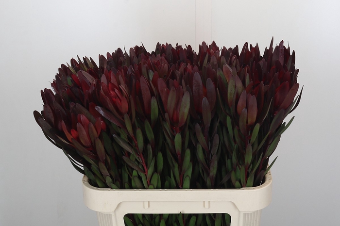 <h4>Leucadendron Saf Sunset Dark R.</h4>