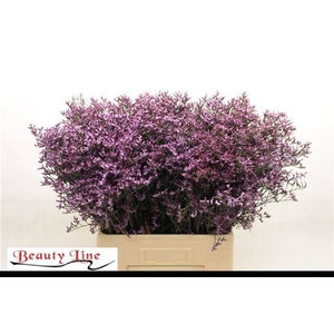 LIM SAFORA LILAC