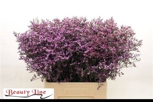 <h4>LIM SAFORA LILAC</h4>