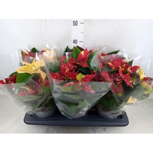 Euphorbia pulc. 'Superba New Glitt'