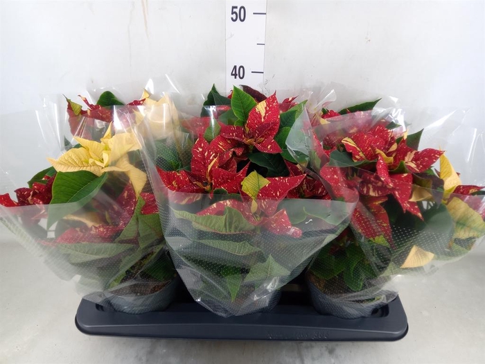 <h4>Euphorbia pulc. 'Superba New Glitt'</h4>