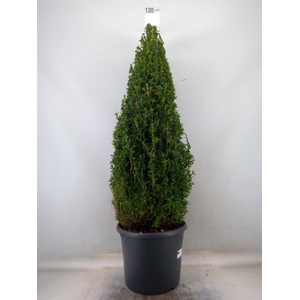 Buxus semp.   ...