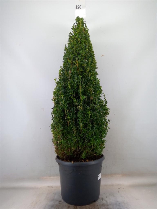 <h4>Buxus semp.   ...</h4>