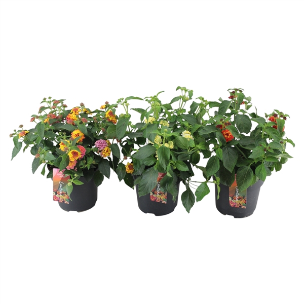 <h4>Lantana oranje</h4>